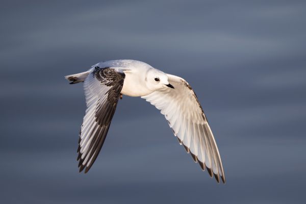 Ross's Gull
