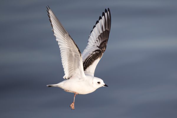 Ross's Gull
