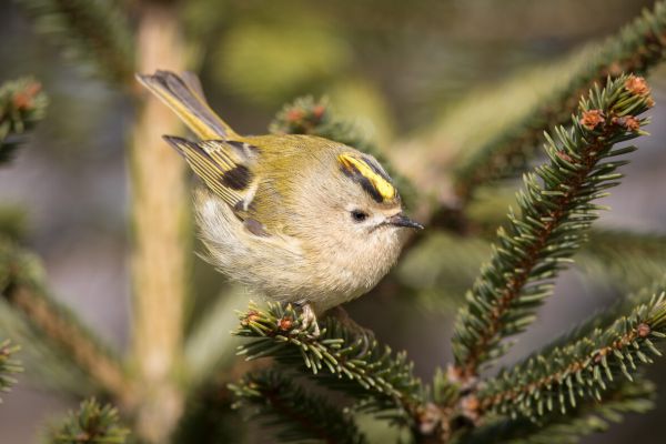 Goldcrest