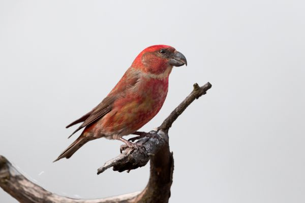 Parrot Crossbill