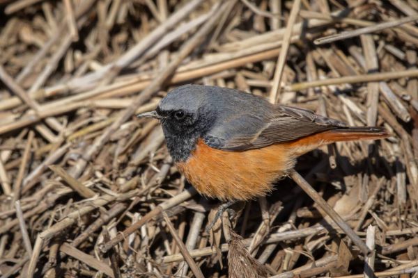 Eastern Black Redstart