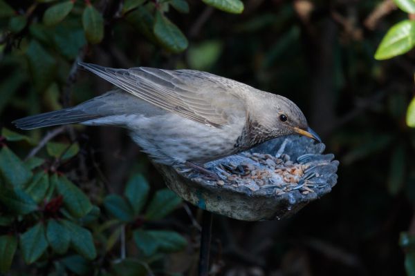 Black-throated Thrush