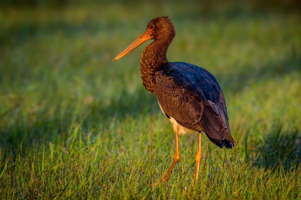 Black Stork