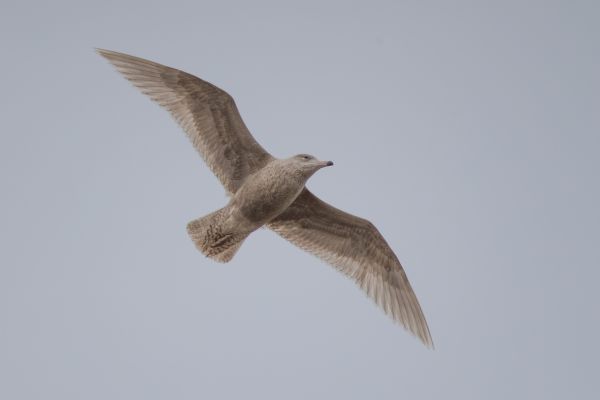 Glaucous Gull