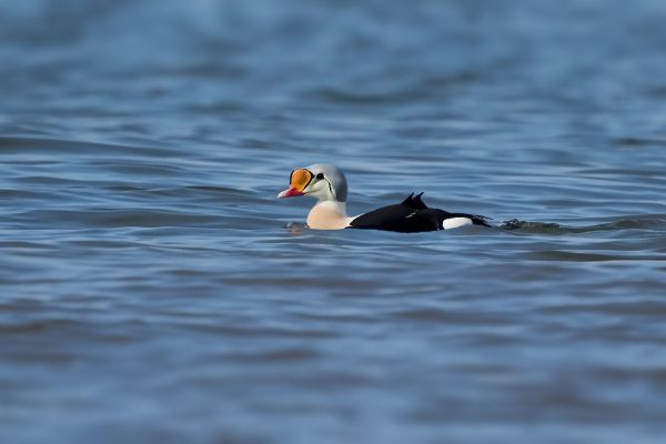 King Eider