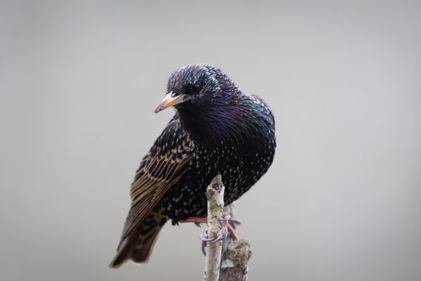 Common Starling