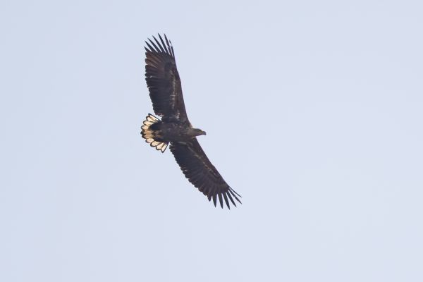 White-tailed Eagle