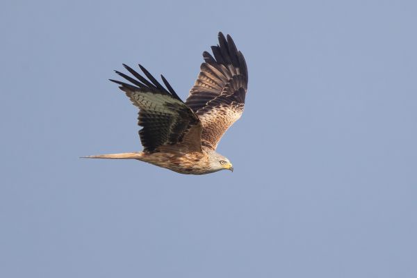 Red Kite