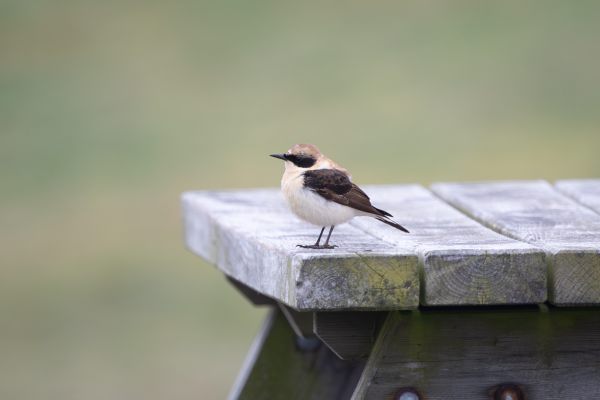 Eastern Black-eared Wheatear