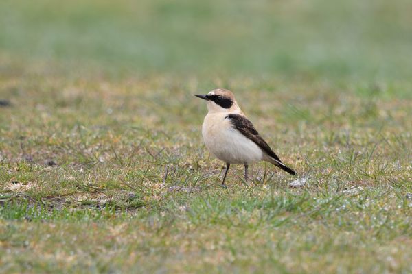 Eastern Black-eared Wheatear