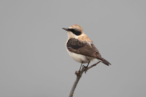 Eastern Black-eared Wheatear