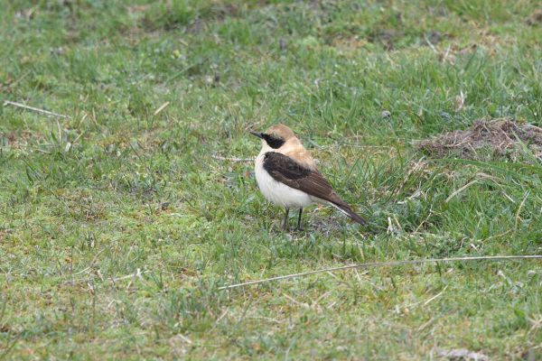 Eastern Black-eared Wheatear
