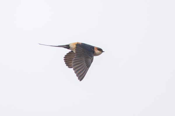 European Red-rumped Swallow