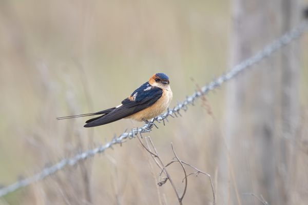 European Red-rumped Swallow