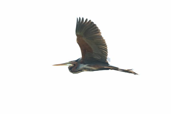 Purple Heron