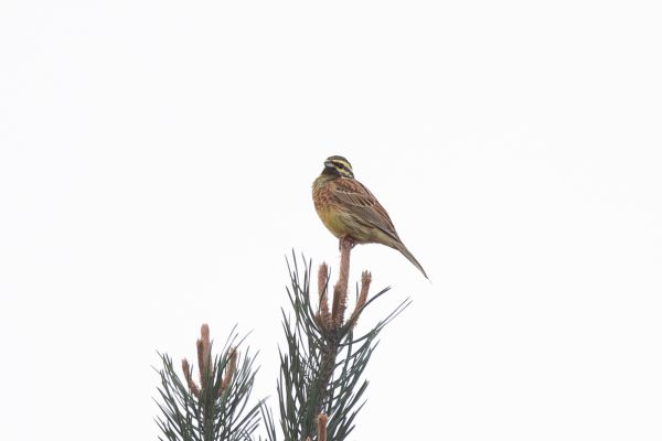 Cirl Bunting