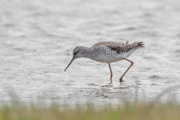 Marsh Sandpiper