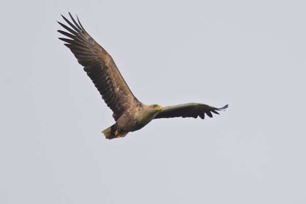 White-tailed Eagle