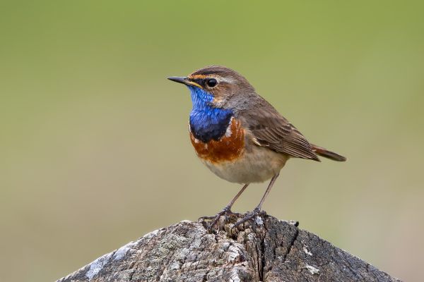 Bluethroat