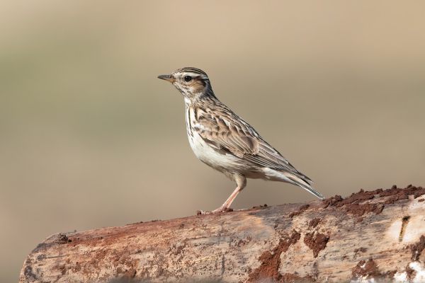 Woodlark