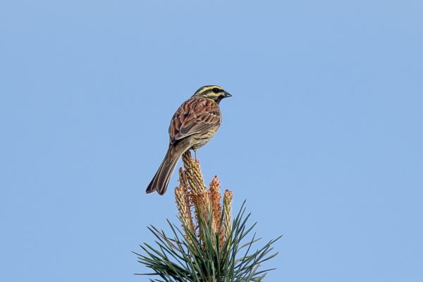 Cirl Bunting