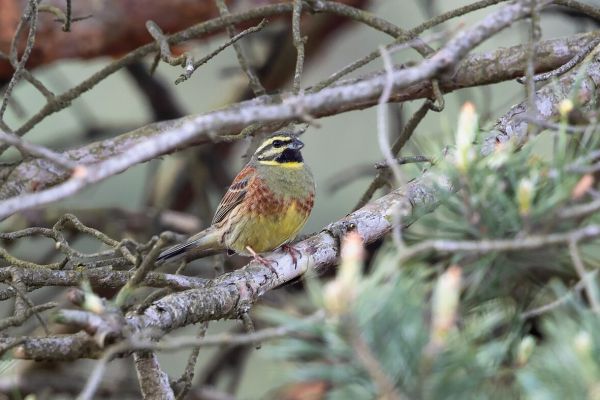 Cirl Bunting