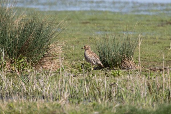 Eurasian Stone-curlew