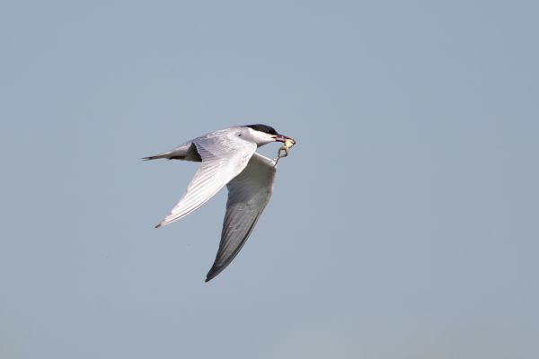 Whiskered Tern