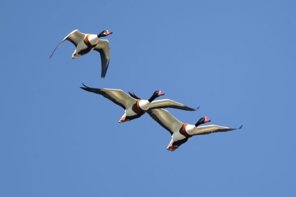 Common Shelduck