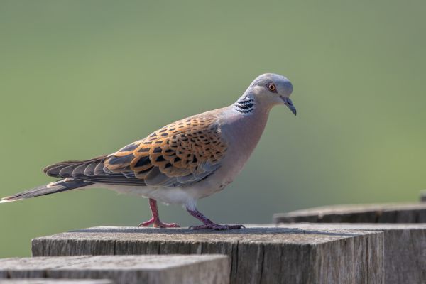 European Turtle Dove
