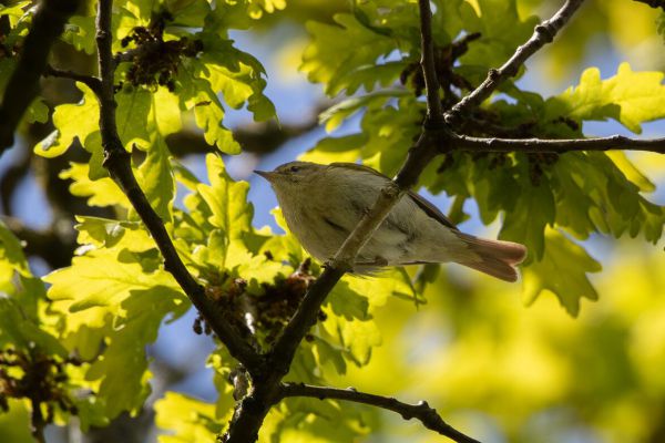 Iberian Chiffchaff