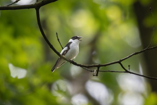 Collared Flycatcher