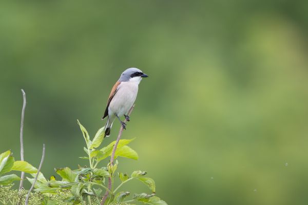 Red-backed Shrike