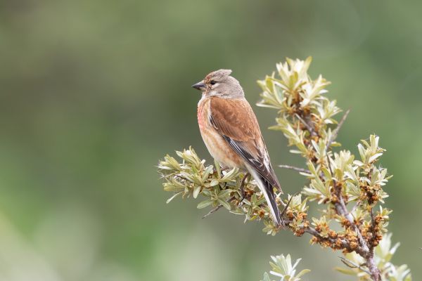 Common Linnet