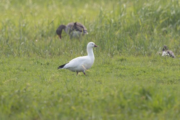 Ross's Goose