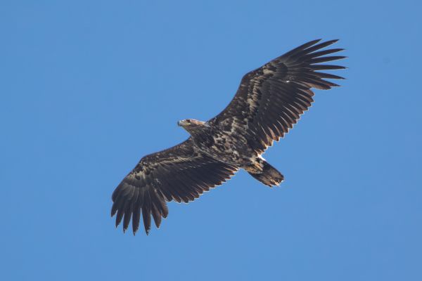 White-tailed Eagle