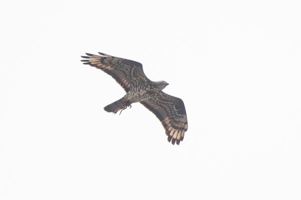 European Honey Buzzard