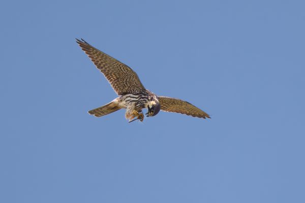 Eurasian Hobby