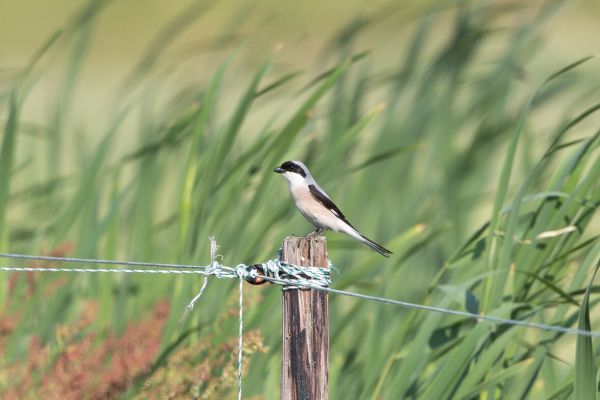 Lesser Grey Shrike