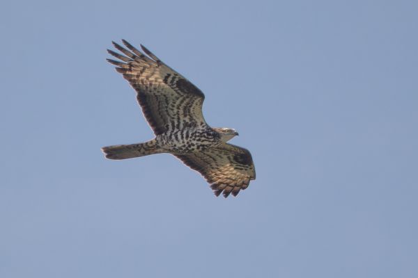 European Honey Buzzard