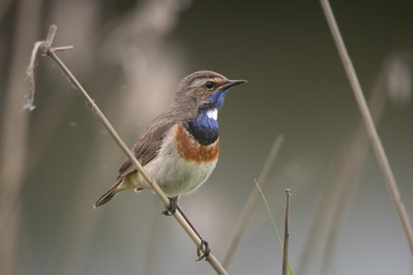 Bluethroat
