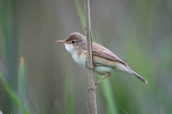 Eurasian Reed Warbler