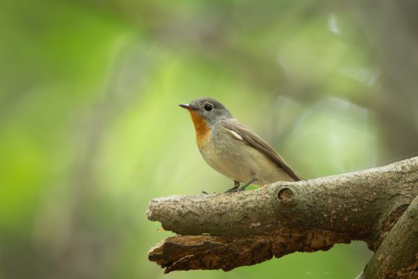 Red-breasted Flycatcher