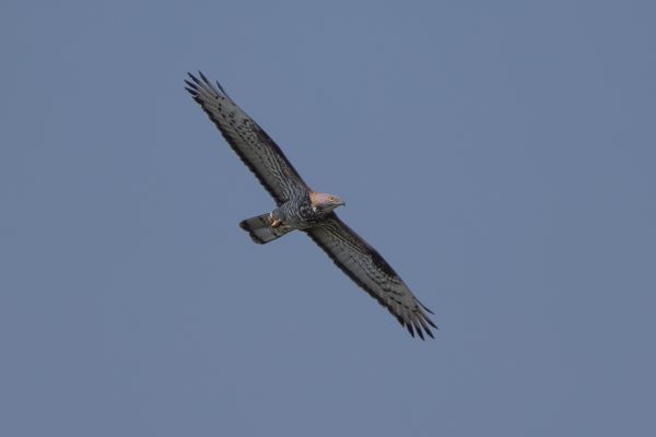 European Honey Buzzard