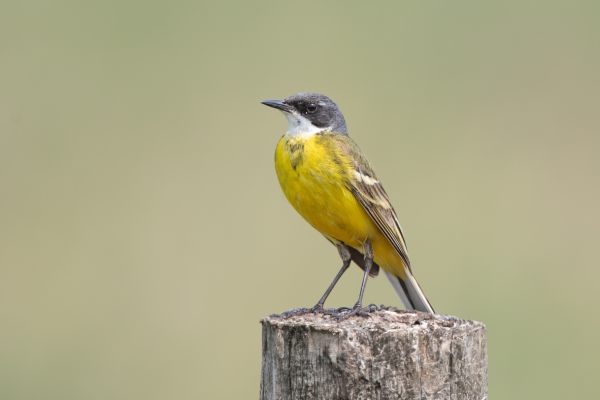 Western Yellow Wagtail