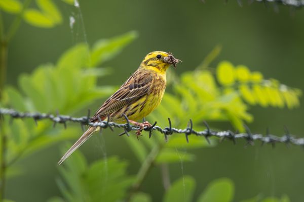 Yellowhammer