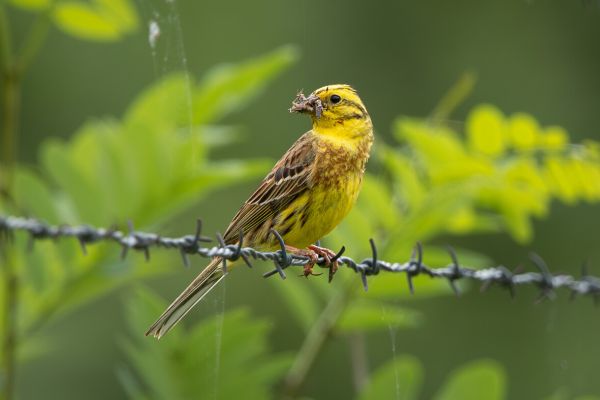 Yellowhammer