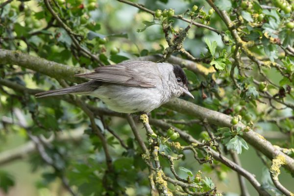 Eurasian Blackcap