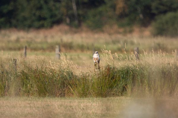 Long-legged Buzzard