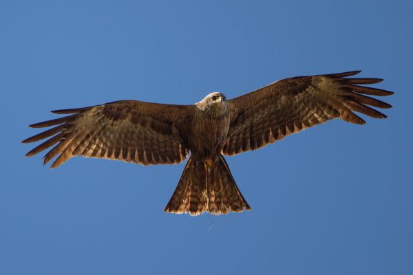 Black Kite